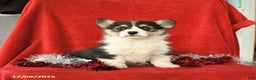 Welsh Corgi Pembroke dogs for sale: Jewel - Ad 2