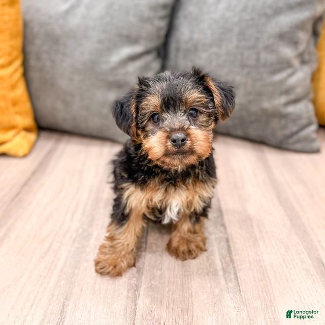 Yorkshire Terrier dogs Isaac - Ad 1