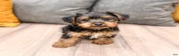 Yorkshire Terrier dogs for sale: Isaac - Ad 1