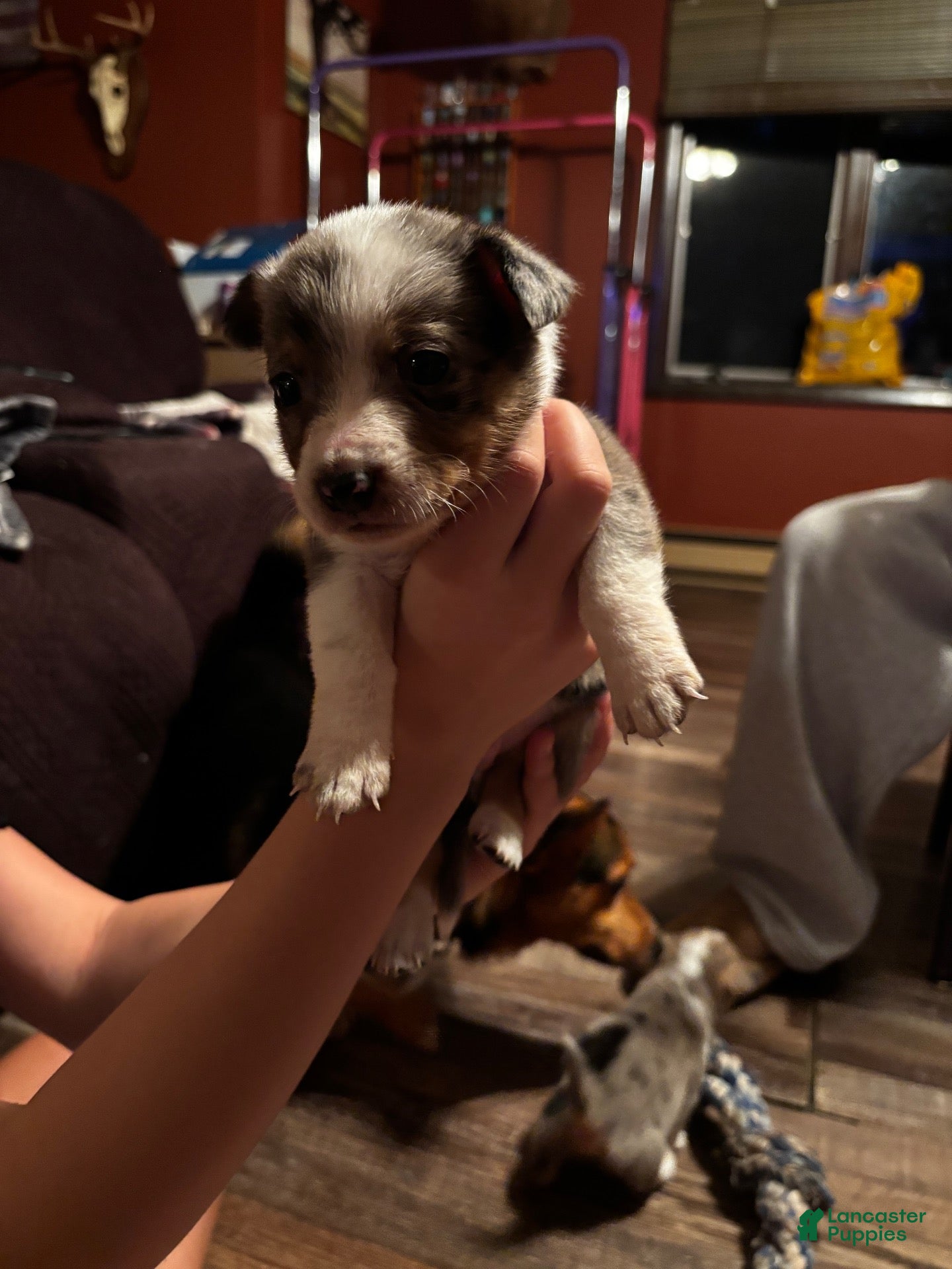 Mixed Breed dogs Obie - Ad 3