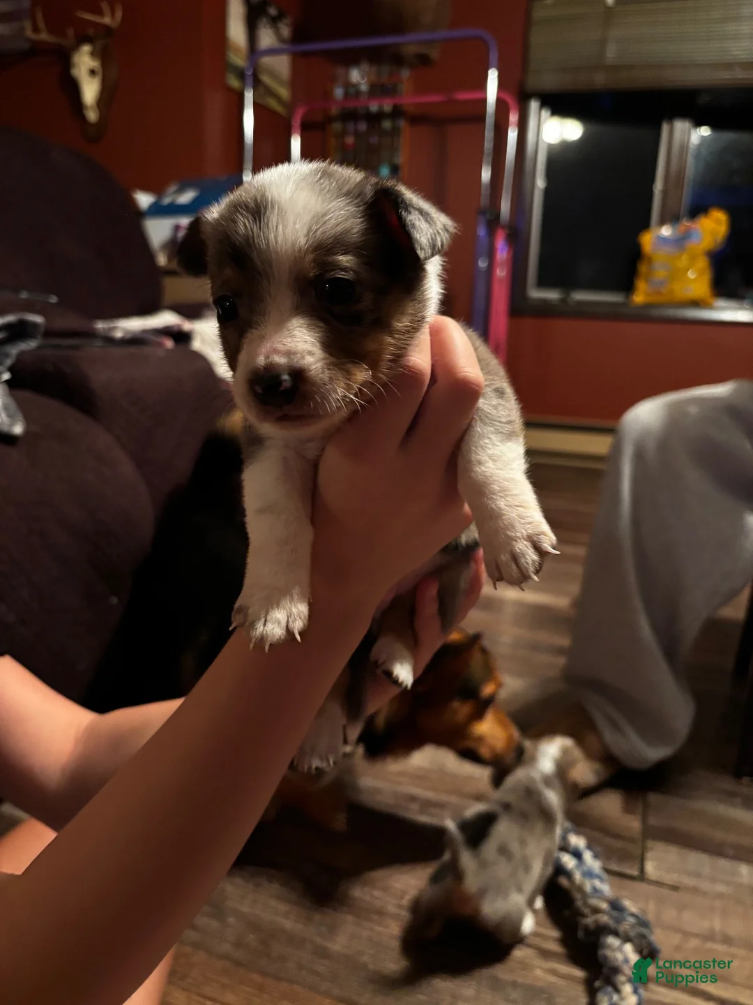 Mixed Breed dogs for sale: Obie - Ad 1