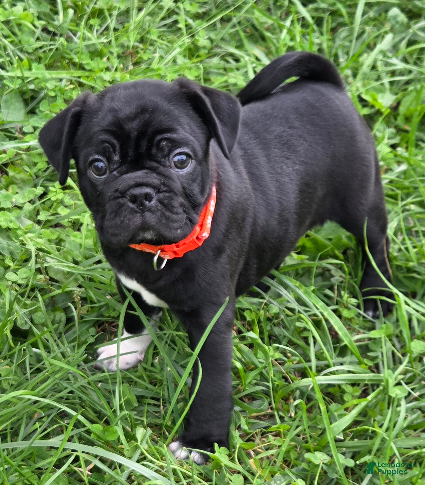 Mixed Breed dogs Zoey  - Ad 2