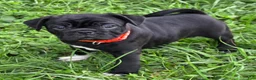 Mixed Breed dogs for sale: Zoey  - Ad 2