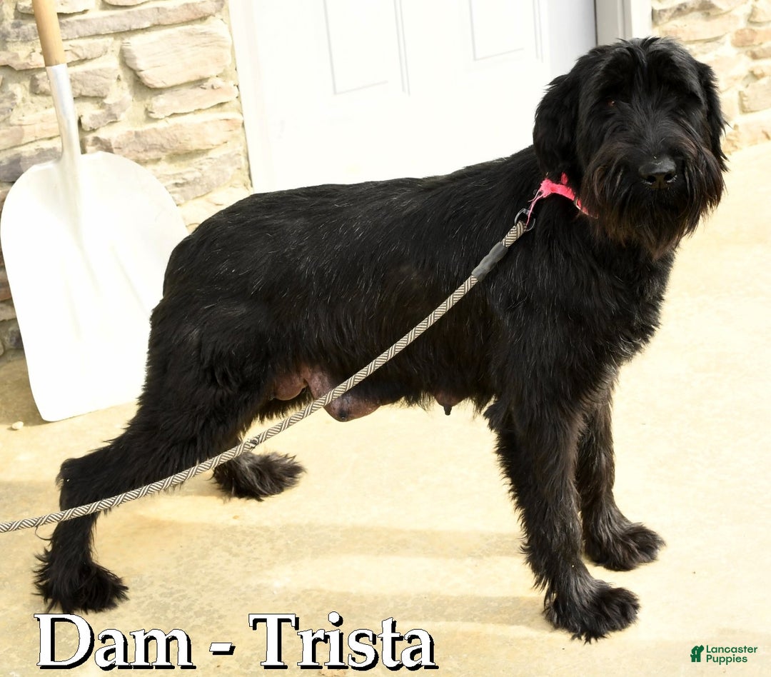 Mixed Breed dogs for sale: Blake - Ad 7