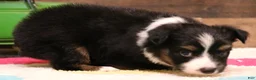 Toy Australian Shepherd dogs for sale: Colt black-tri - Ad 2