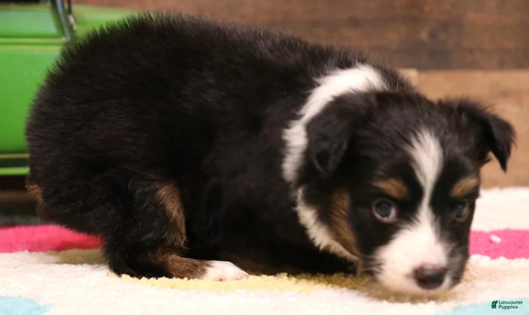 Toy Australian Shepherd dogs for sale: Colt black-tri - Ad 2