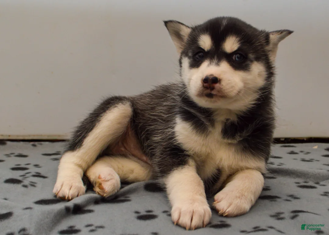 Pomsky dogs for sale: Evie - Ad 5