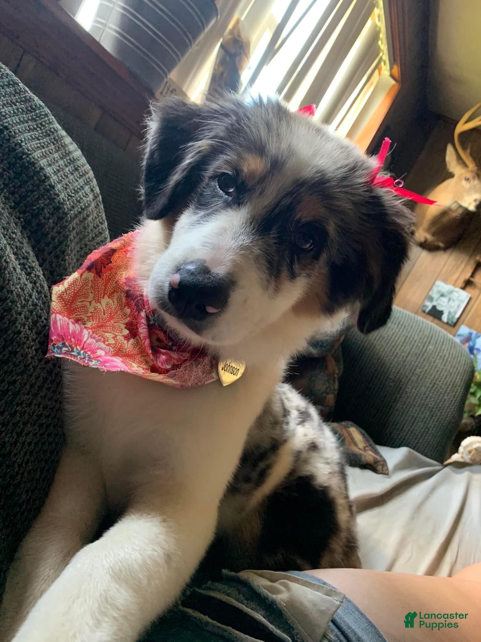 Jaxie