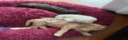 Goldendoodle dogs for sale: Miss Caramel - Ad 2