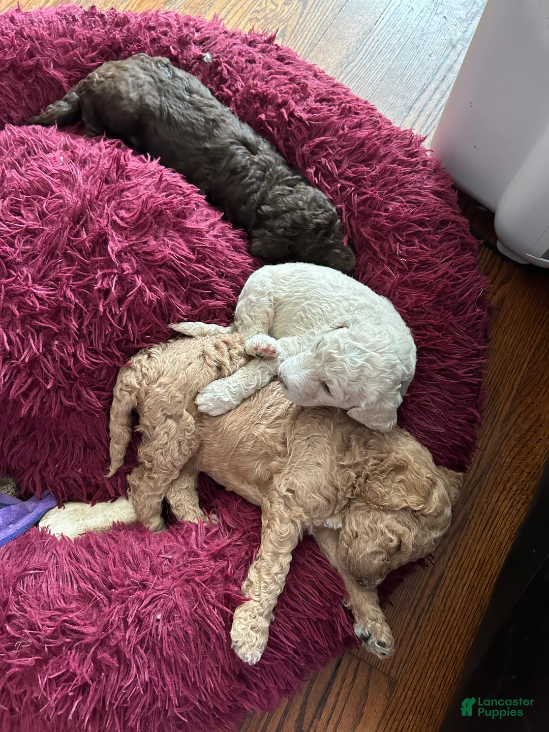 Goldendoodle dogs for sale: Miss Caramel - Ad 2