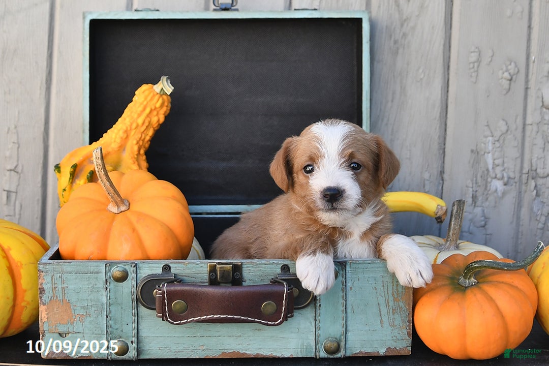 Mixed Breed dogs for sale: Terry - Ad 10