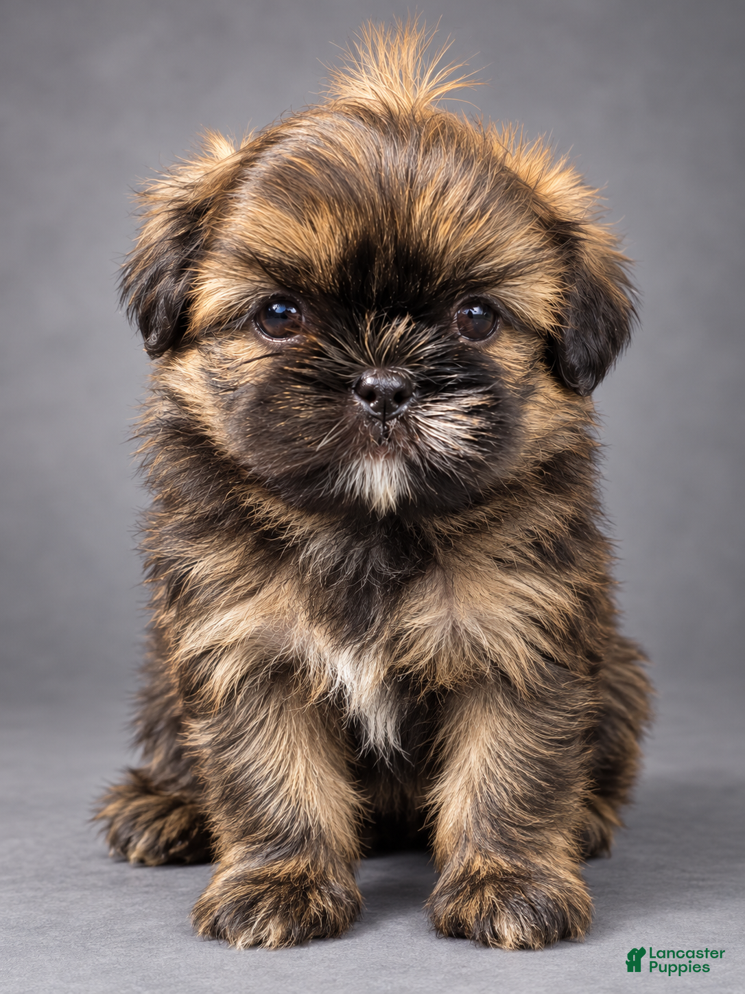 Shih Tzu dogs for sale: Mocha - Ad 15