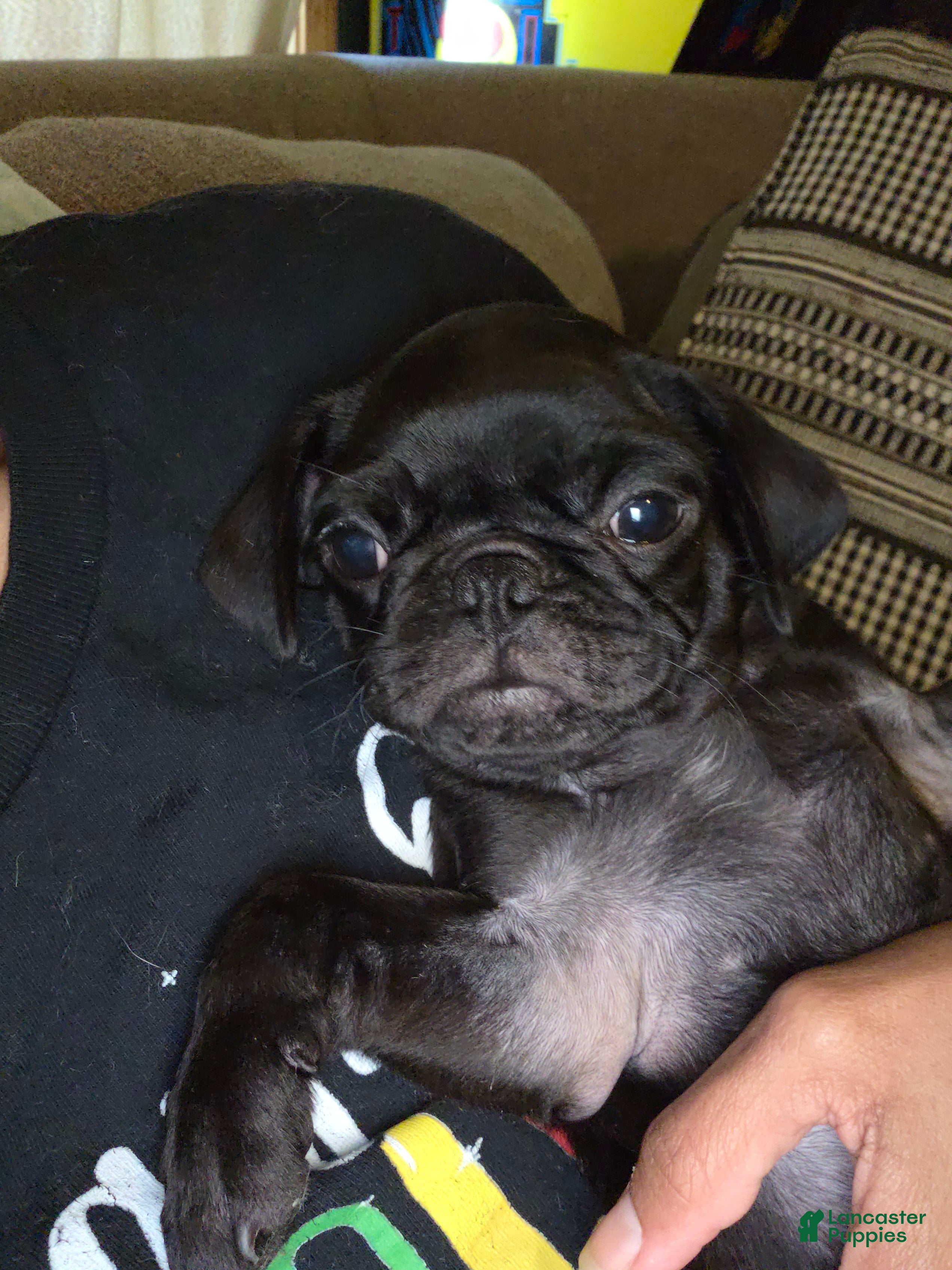 Pug dogs Bear - Ad 2