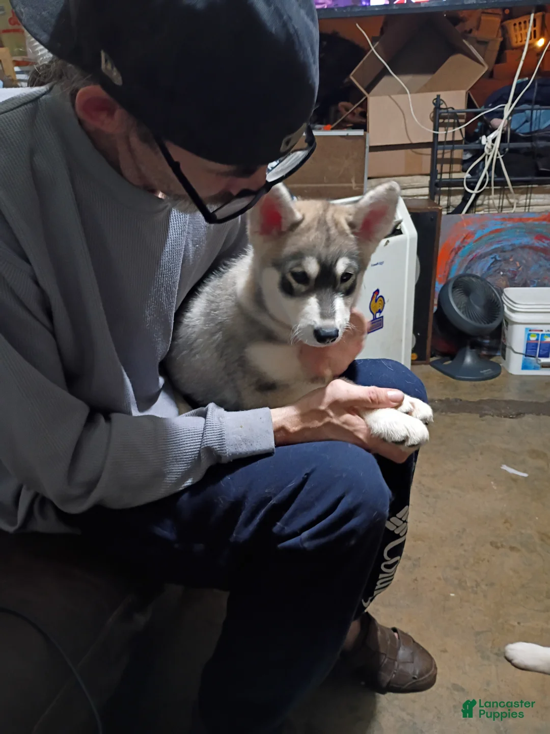 Siberian Husky dogs for sale: Siberian Husky 3 - Ad 3