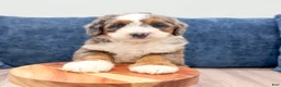 Mini Bernedoodle dogs for sale: Daisy - Ad 7