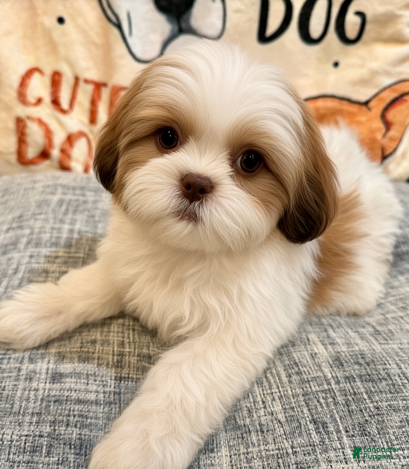 Shih Tzu dogs Halo - Ad 24