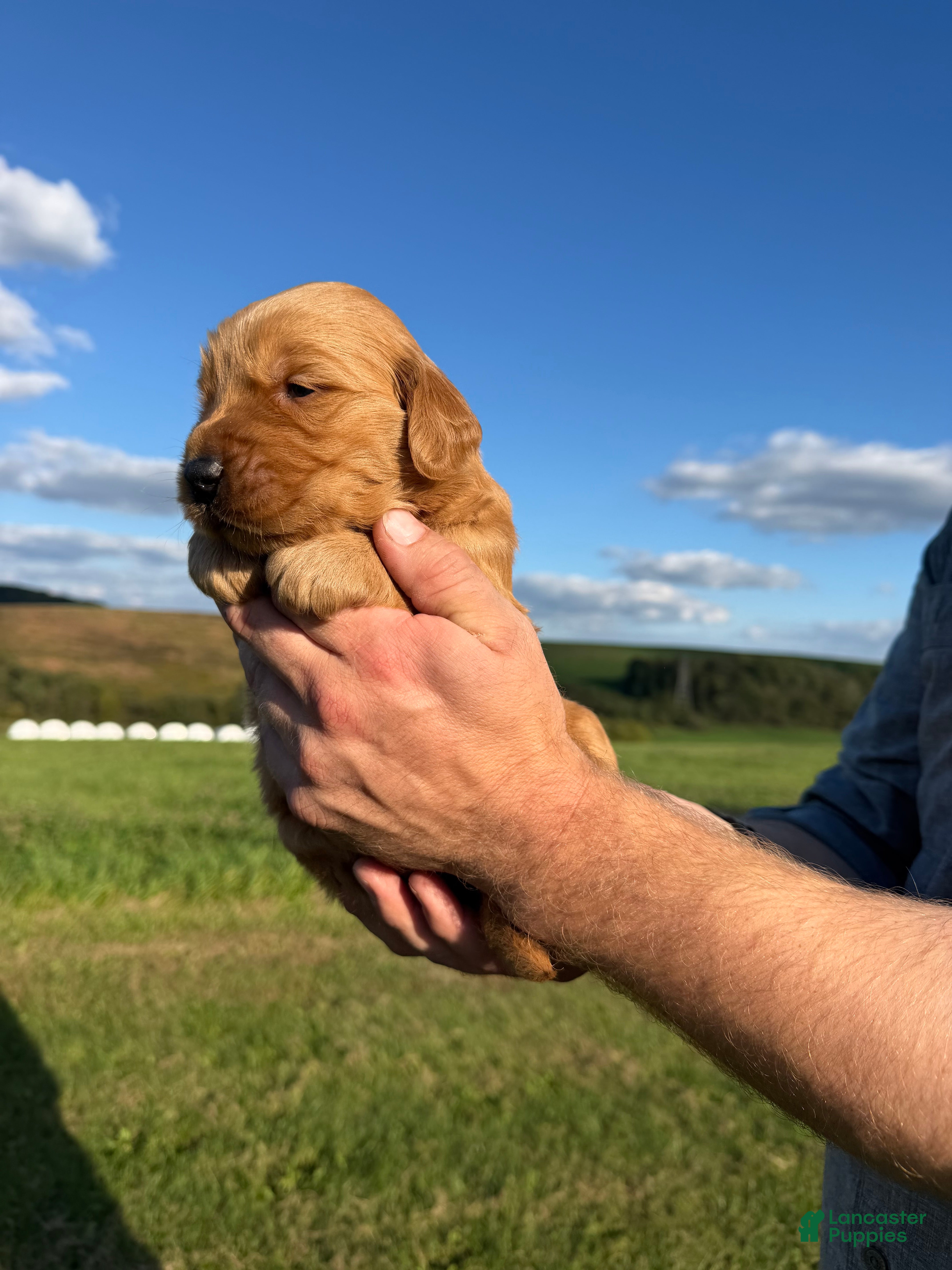 Golden Retriever dogs Charlie  - Ad 2