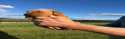 Golden Retriever dogs for sale: Charlie  - Ad 2