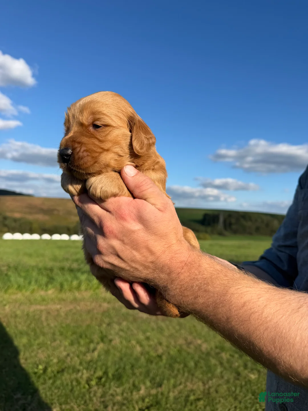 Golden Retriever dogs for sale: Charlie  - Ad 2