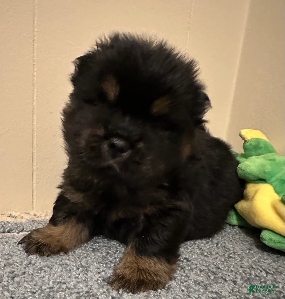 Chow Chow dogs for sale: Dozer - Ad 2