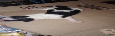 Standard Parti Poodle 7