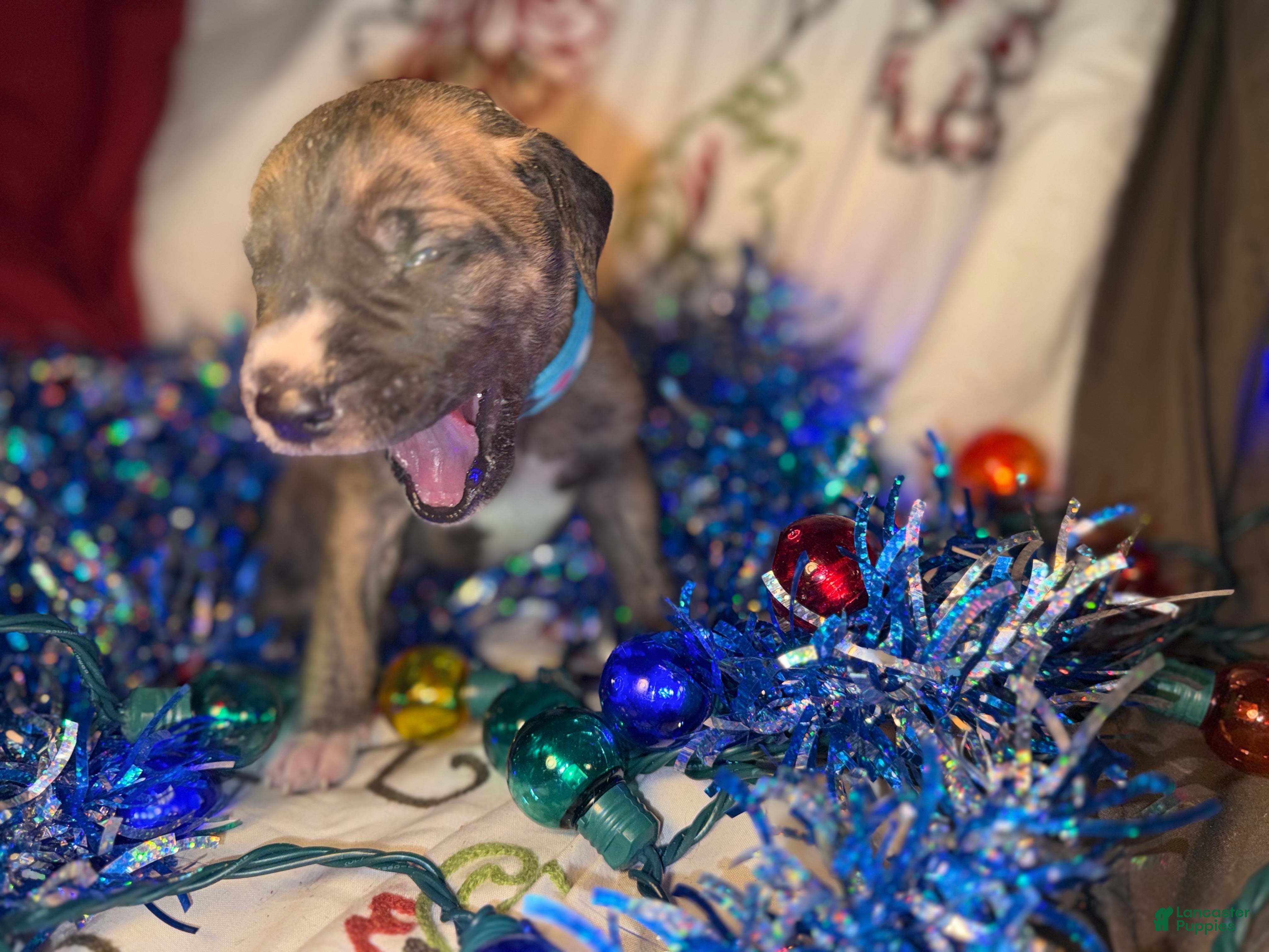 Great Dane dogs Mark - Ad 42