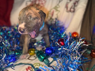 Great Dane dogs Mark - Ad 42