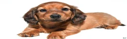 Miniature Dachshund dogs for sale: Milo - Ad 7