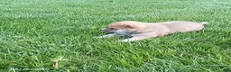 Shiba Inu dogs for sale: Ringles - Ad 4