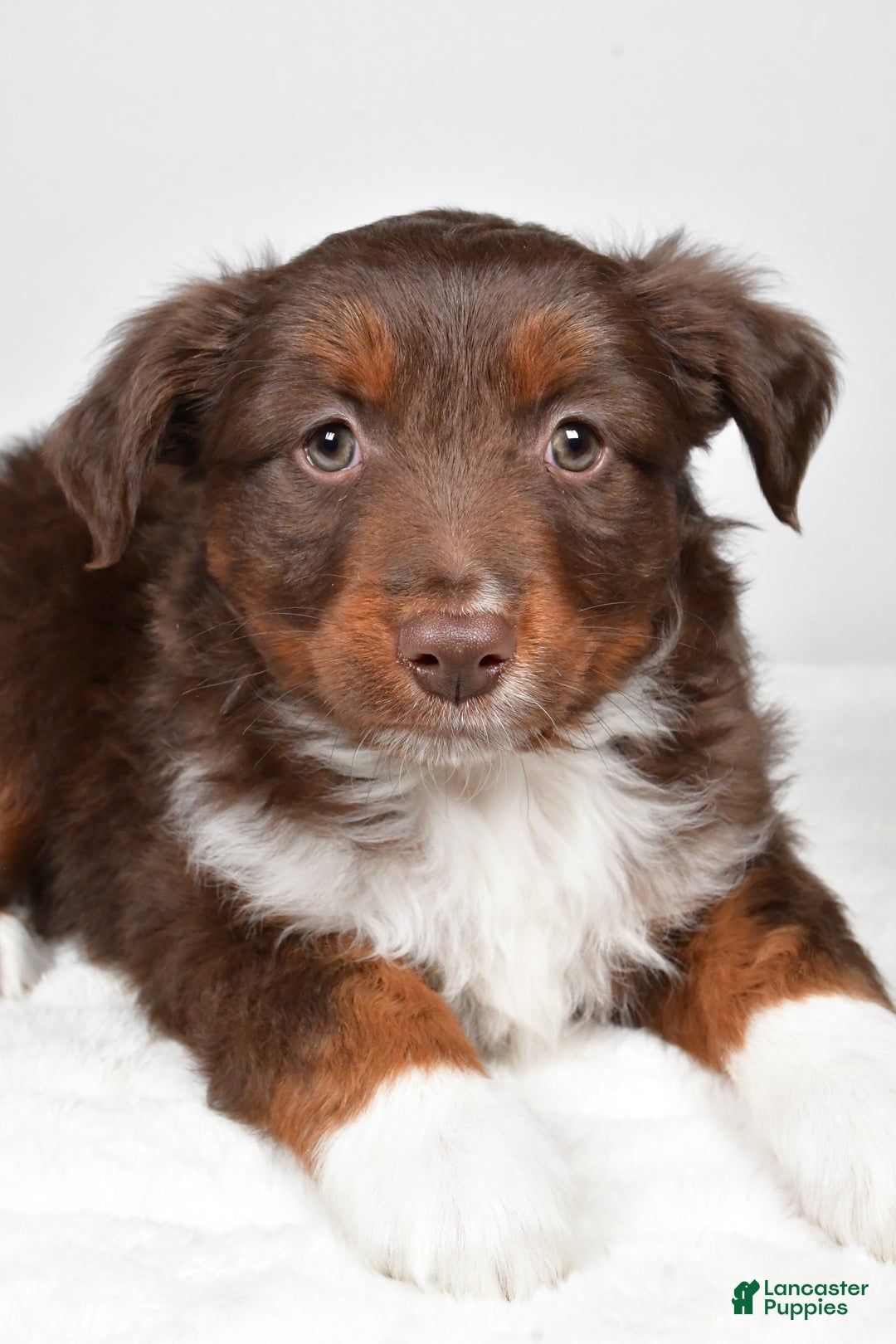 Miniature Australian Shepherd dogs for sale: Ronnie - Ad 2