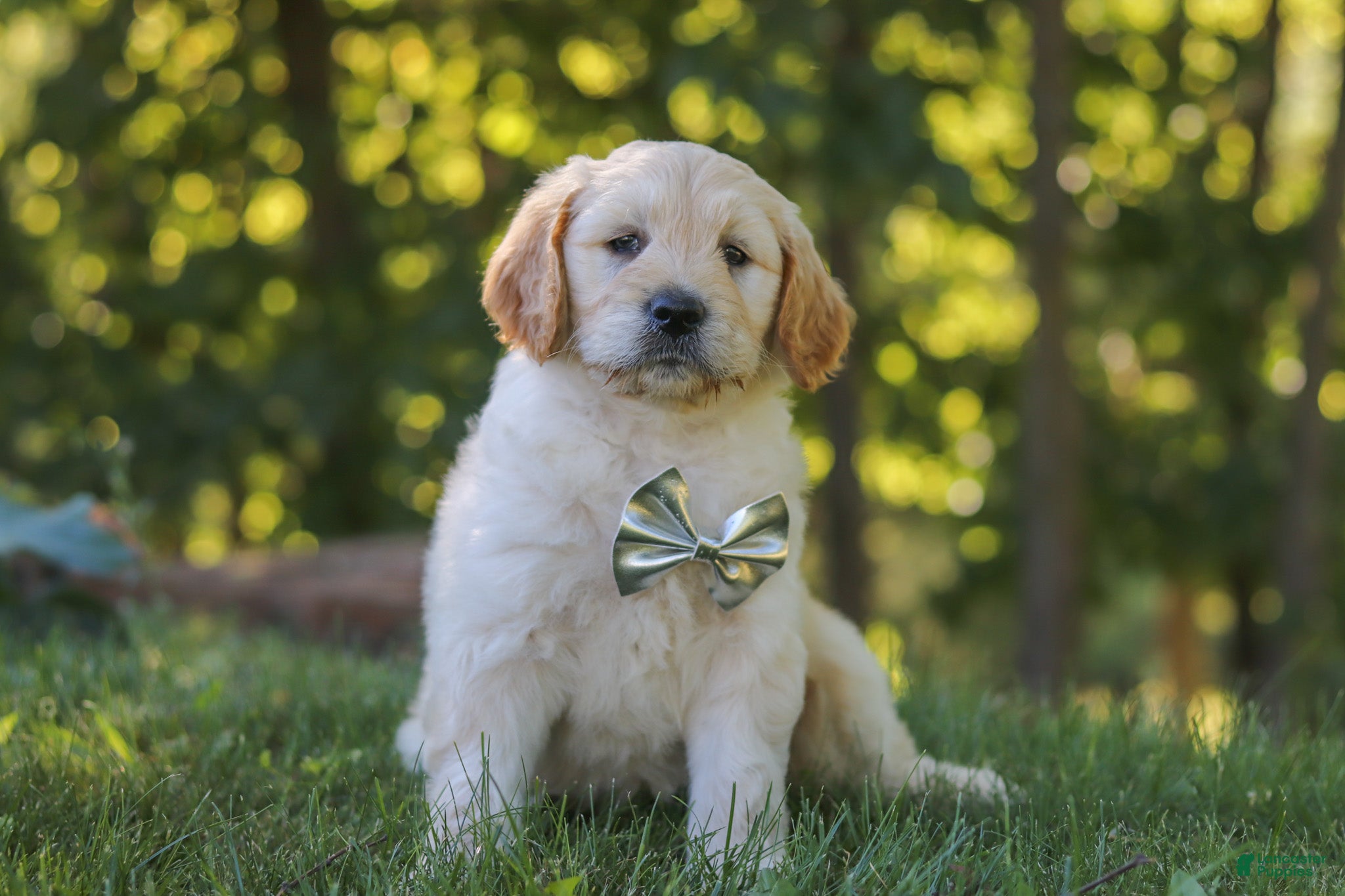 Mixed Breed dogs Jack - Ad 2