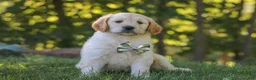 Mixed Breed dogs for sale: Jack - Ad 2