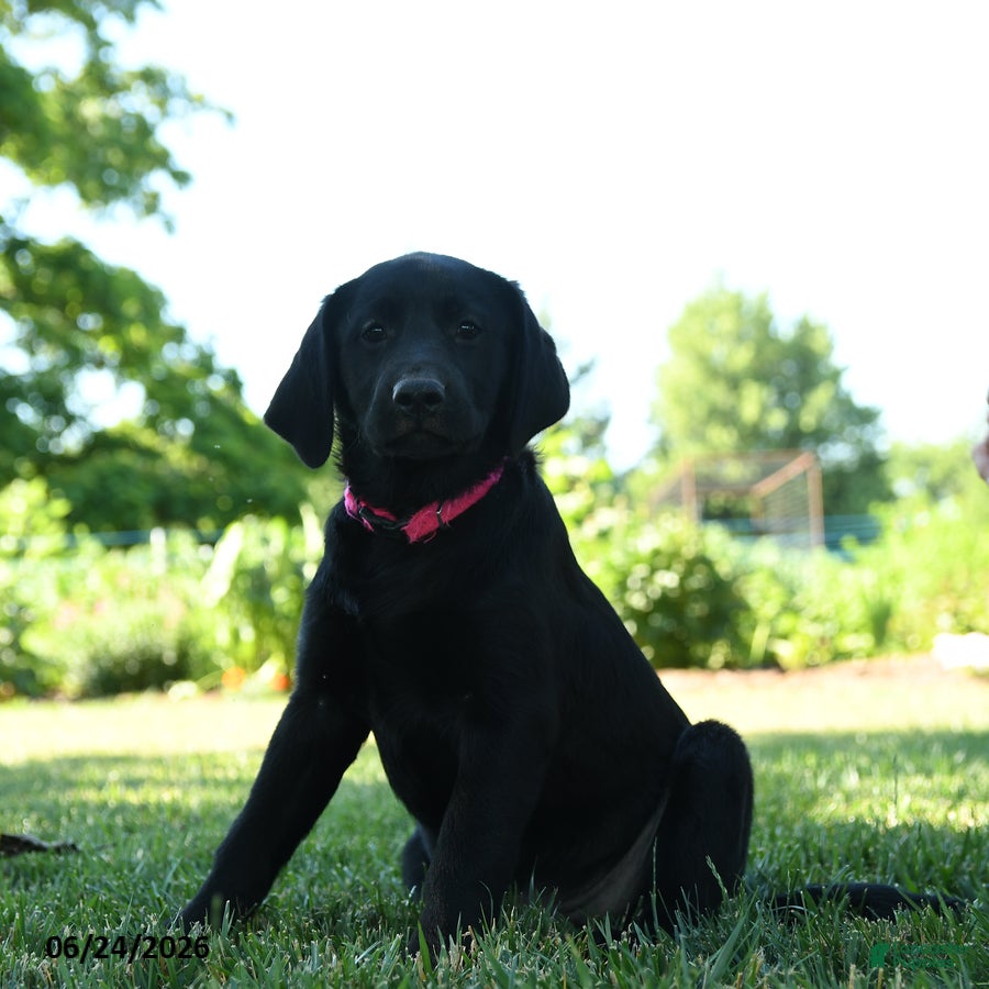 Labrador Retriever dogs Lady  - Ad 1