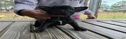 French Bulldog dogs for sale: French Bulldog Puppy 1 - Ad 4