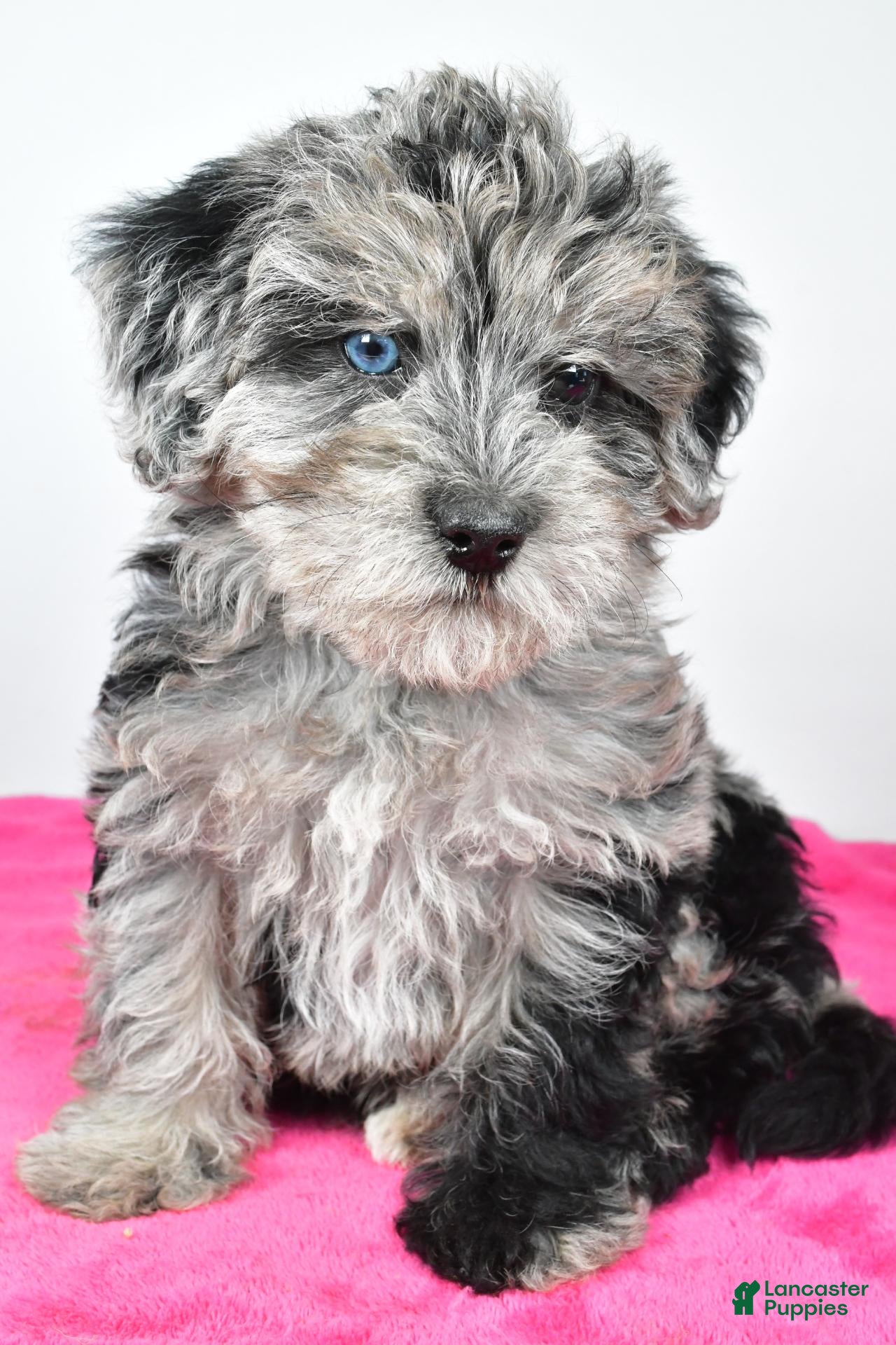 Laci (Yorkiepoo, Female) in Baltic, OH