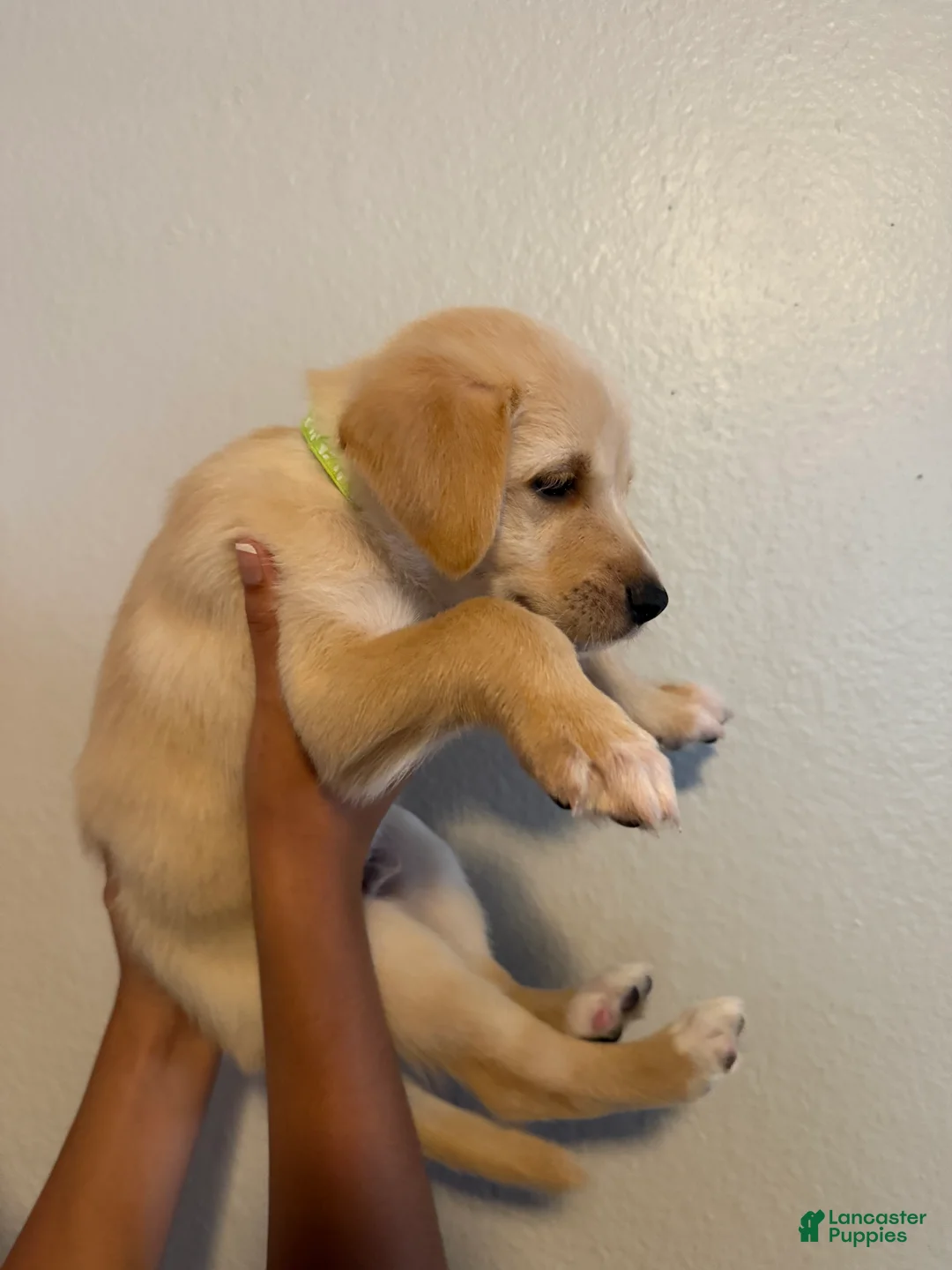 Mixed Breed dogs for sale: Lil pup - Ad 2