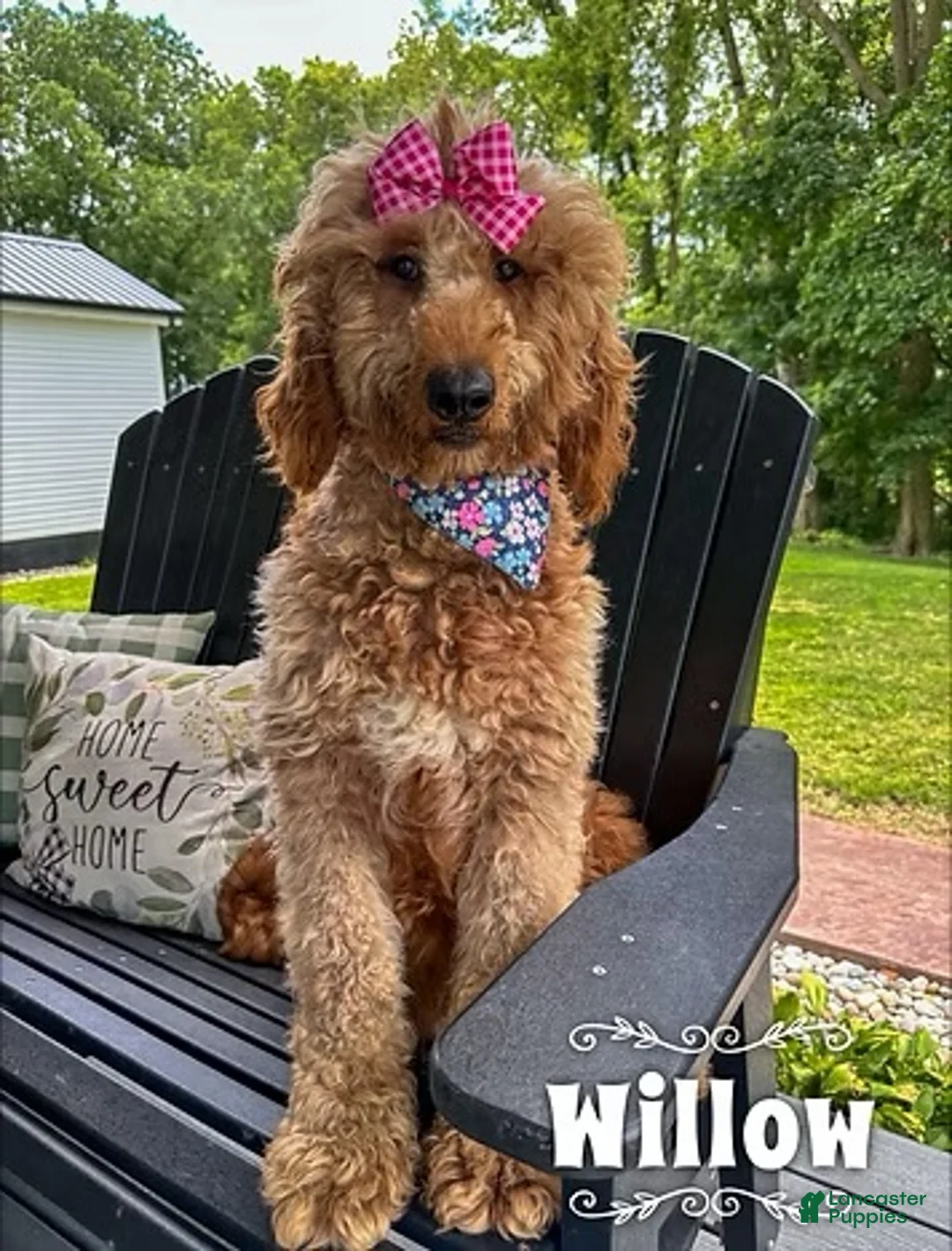 Goldendoodle dogs for sale: Winnie- Standard F1B - Ad 2