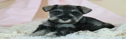 Miniature Schnauzer dogs for sale: Rayne | Miniature Schnauzer - Ad 4