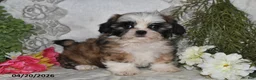 Shih Tzu dogs for sale: Chase - Ad 3