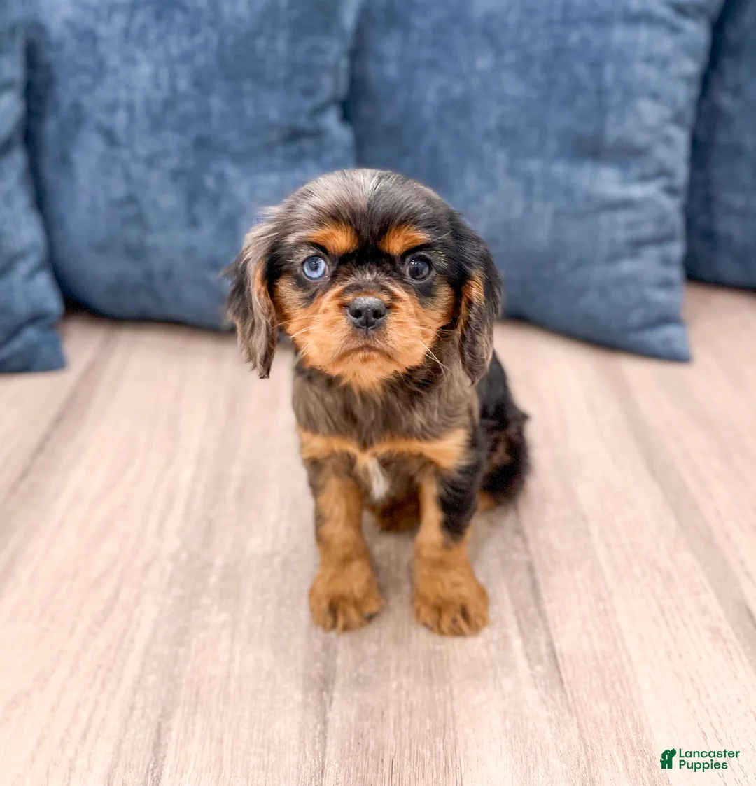 Cavalier King Charles Spaniel dogs for sale: Theo - Ad 1