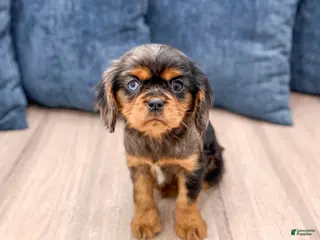 Cavalier King Charles Spaniel dogs Theo - Ad 39