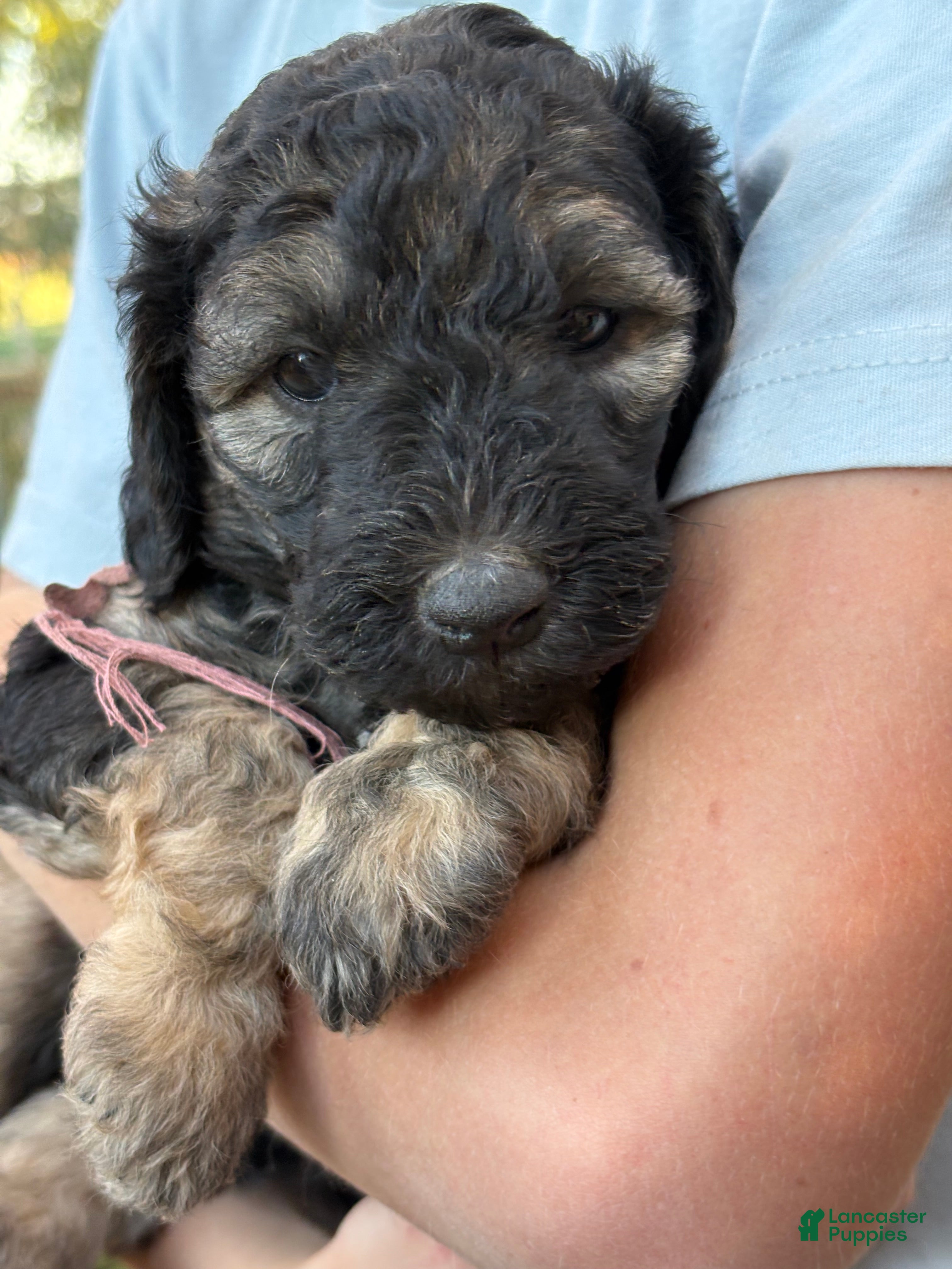 Mixed Breed dogs for sale: Jinny – Grey & Black Phantom Mini Bernedoodle | Playful, Happy & Loves to Snuggle | 25–30 lbs - Ad 1