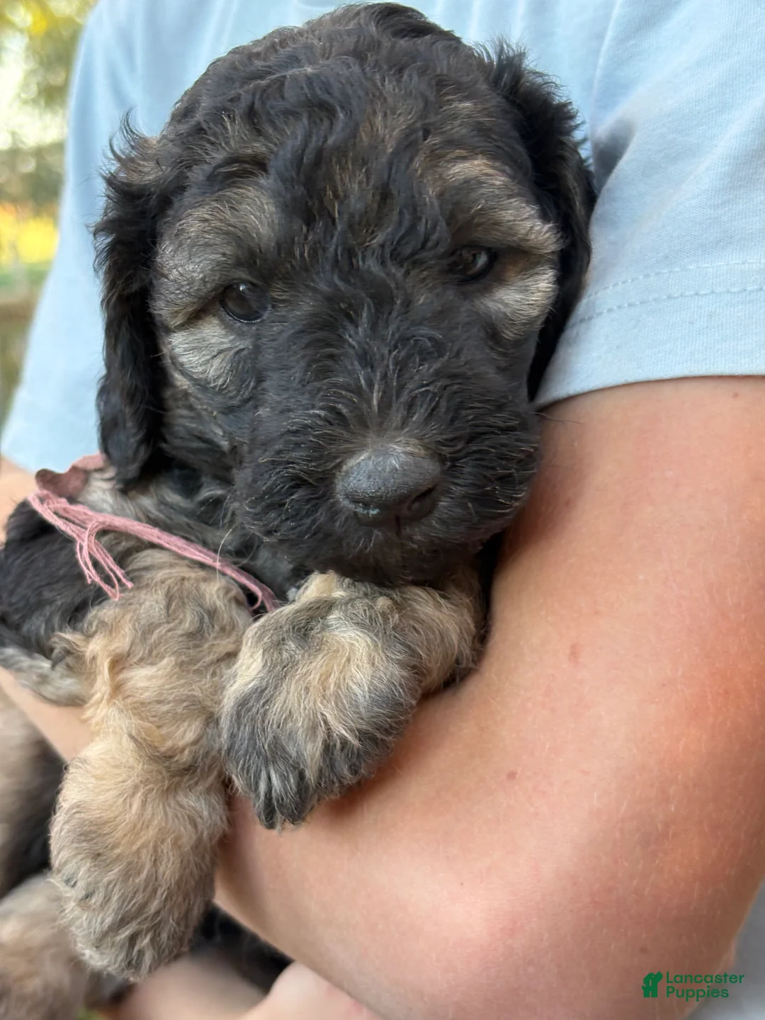Mixed Breed dogs for sale: Jinny – Grey & Black Phantom Mini Bernedoodle | Playful, Happy & Loves to Snuggle | 25–30 lbs - Ad 1