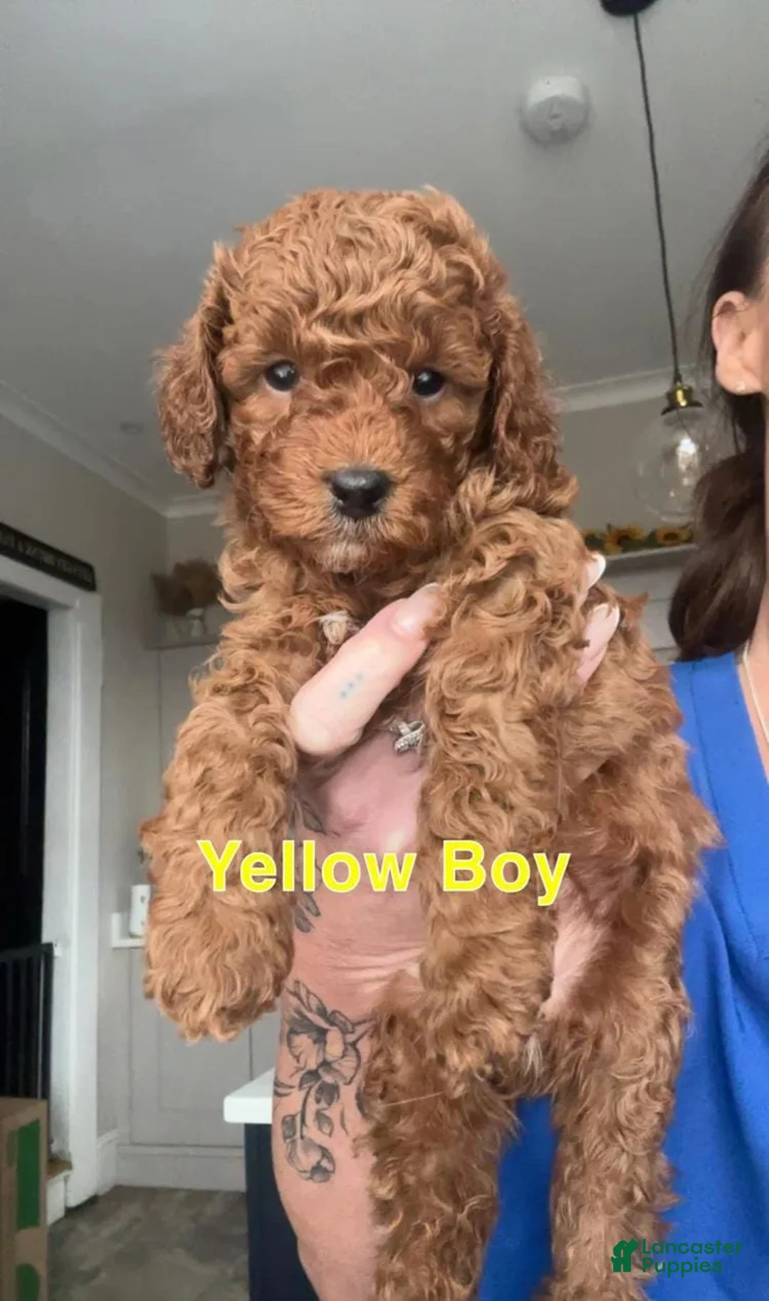 Cavapoo dogs for sale: Max - Ad 1