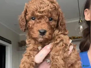 Cavapoo dogs Max - Ad 9