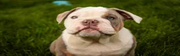 English Bulldog dogs for sale: Neal English Bulldog Puppy  - Ad 5
