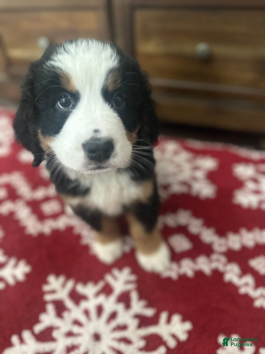 Bernese Mountain Dog dogs for sale: Holly - Ad 1