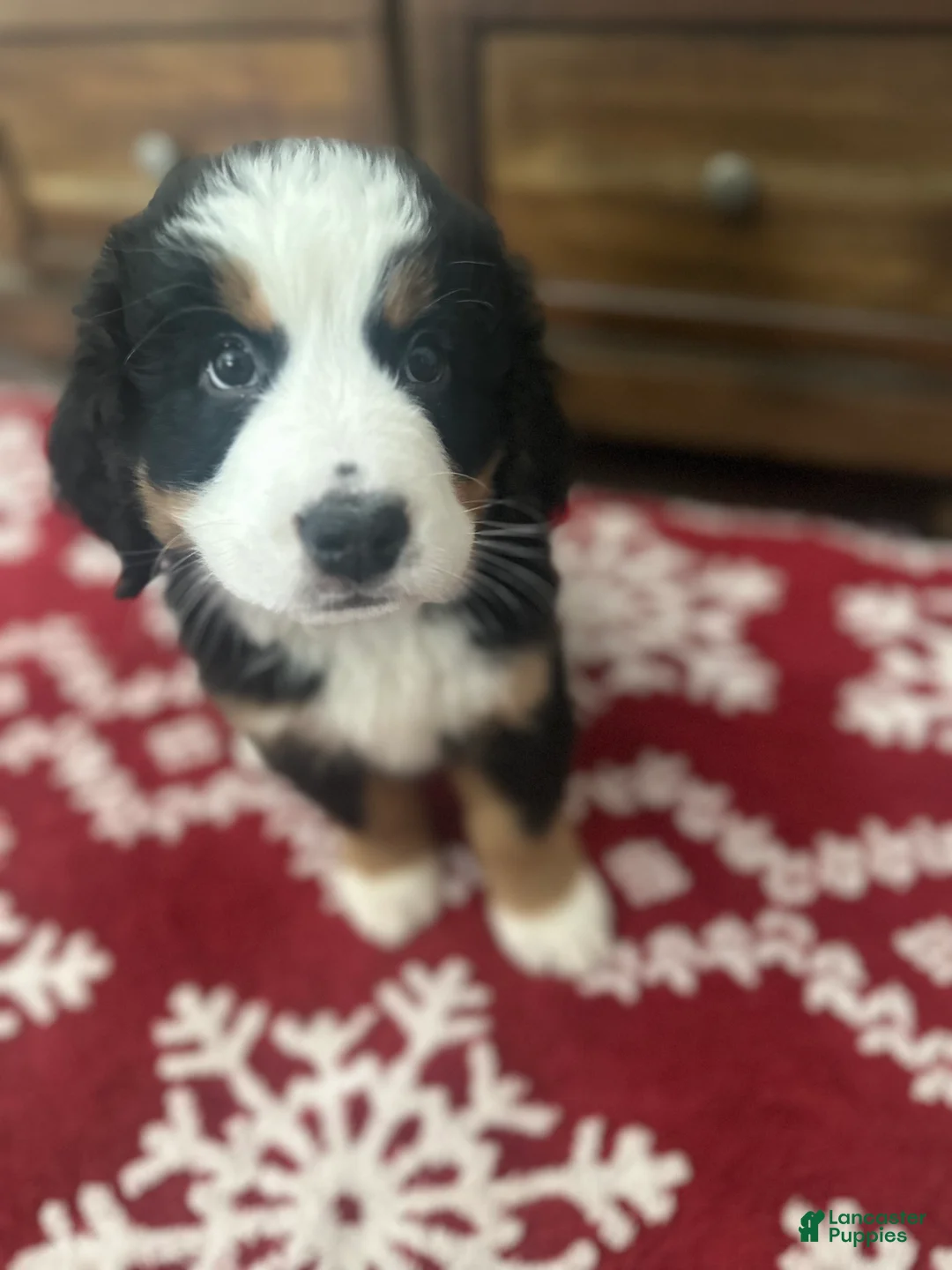 Bernese Mountain Dog dogs for sale: Holly - Ad 1