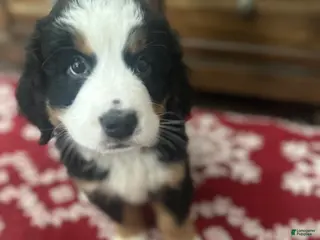 Bernese Mountain Dog dogs Holly - Ad 3