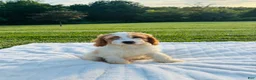 Cavapoo dogs for sale: Bruno - Ad 5
